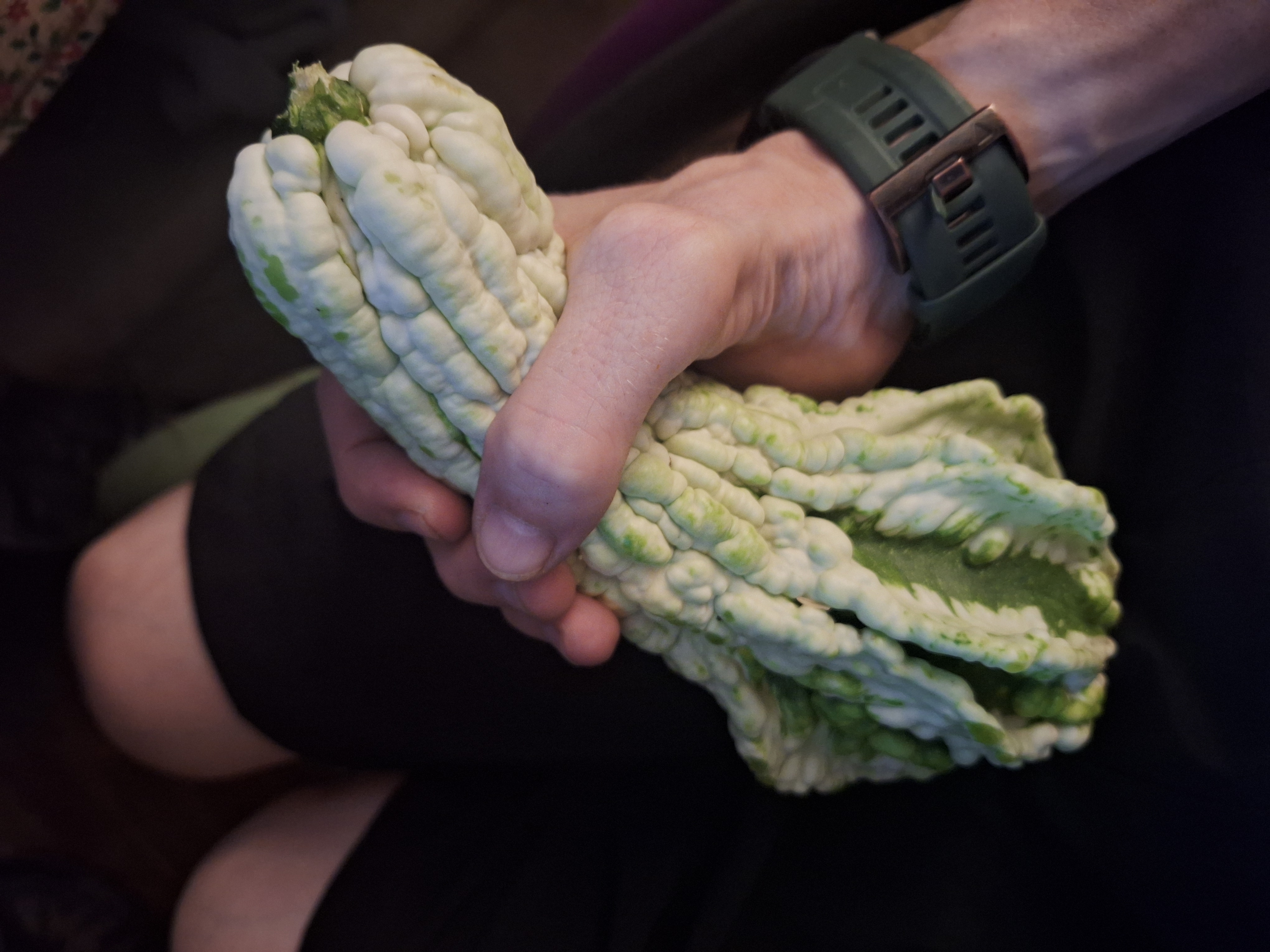 An impressively large homegrown squash